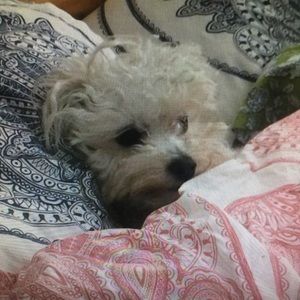 Meet your Posher, Amanda